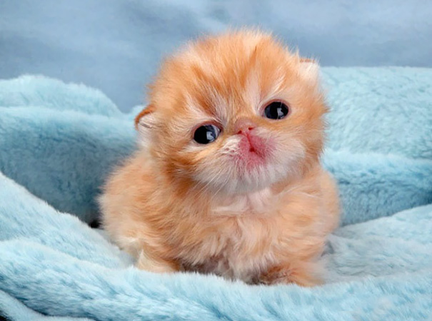 17 самых милейших котят для тех, кому хочется поднять себе настроение