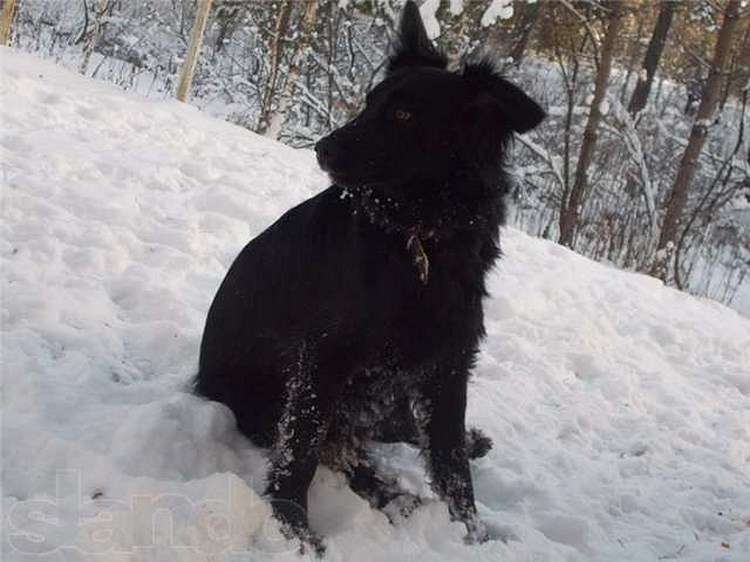 На помойке рядом с нашим домом поселился бродячий пес. А дальше, прямо на моих глазах разыгралась настоящая мелодрама