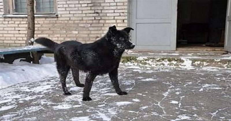 На помойке рядом с нашим домом поселился бродячий пес. А дальше, прямо на моих глазах разыгралась настоящая мелодрама