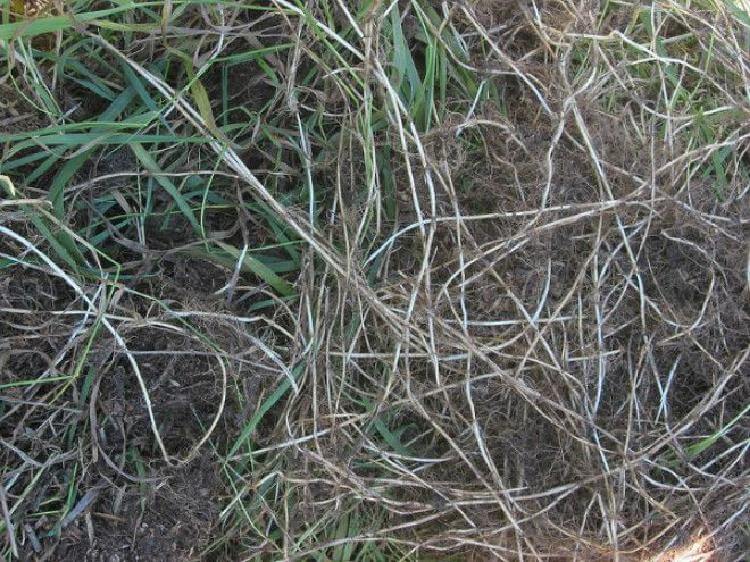 Целебные травы, которые проникают в суставы и восстанавливают хрящи
