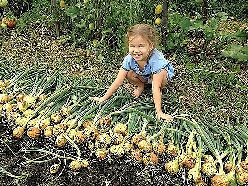 4 эффективных совета, чтобы получить большой урожай лука