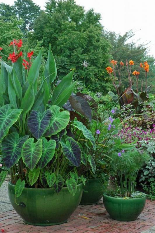 Висячие сады или сад в горшке — подборка очаровательных идеи для участка