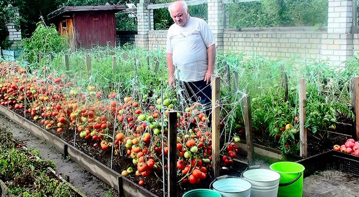 Дедовский способ для выращивания вкусных томатов