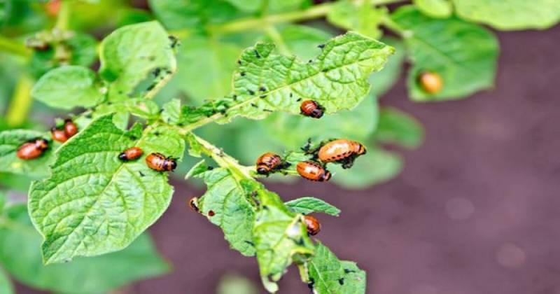 Как избавиться от колорадского жука без химии? 4 способа