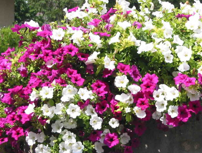 5 секретов от бывалых садоводов для красивого цветения петунии