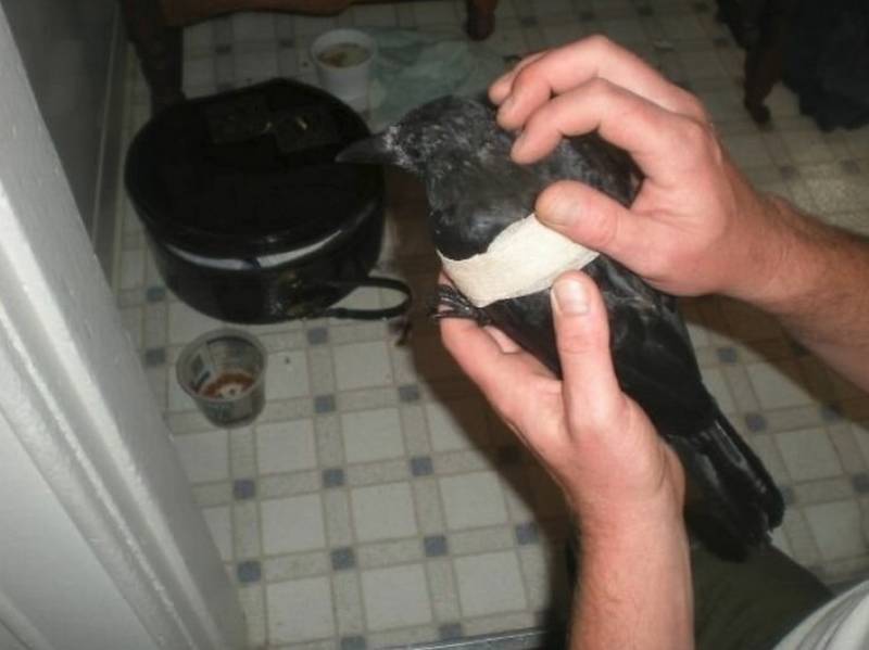 Целых 4 года мужчина кормил семью ворон, и однажды птицы сделали ему необычный подарок