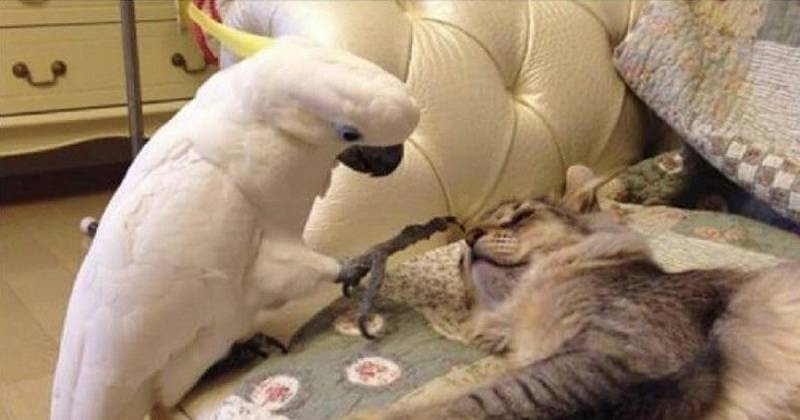 Попугай, что бы жить в квартире с котами, научился «разговаривать» по-кошачьи