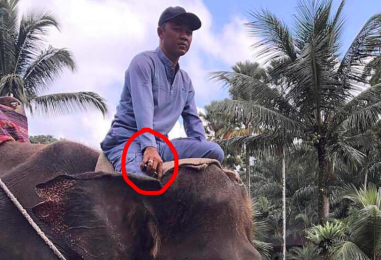 Ким Кардашьян устроила гламурную фотосессию со слонами, но её тут же уличили в подлоге