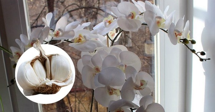Чеснок — спасение для орхидей! Через месяц мой фаленопсис выпустил несколько