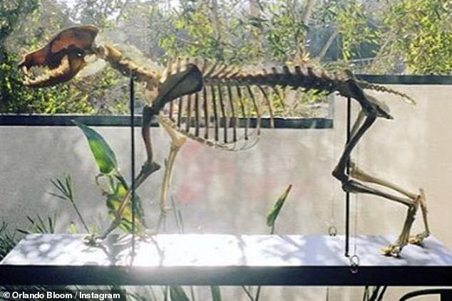 Орландо Блум признался, что уже несколько лет хранит скелет любимого пса