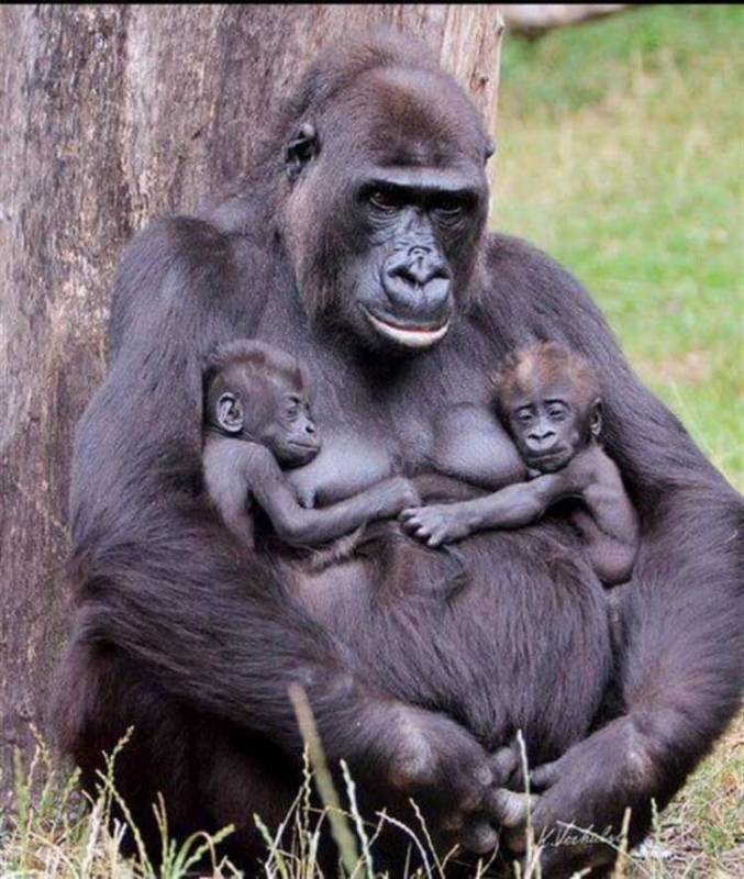 Мама, она и у животных мама! Эти снимки покажут нежность самых хищных мамочек