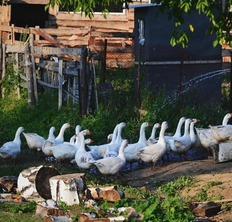 Фотографии, которые отправят нас на минутку в детство, к бабушке и дедушке в деревню