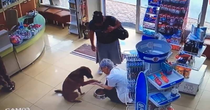 Камеры засняли, как умный пес зашел в аптеку и попросил о медицинской помощи