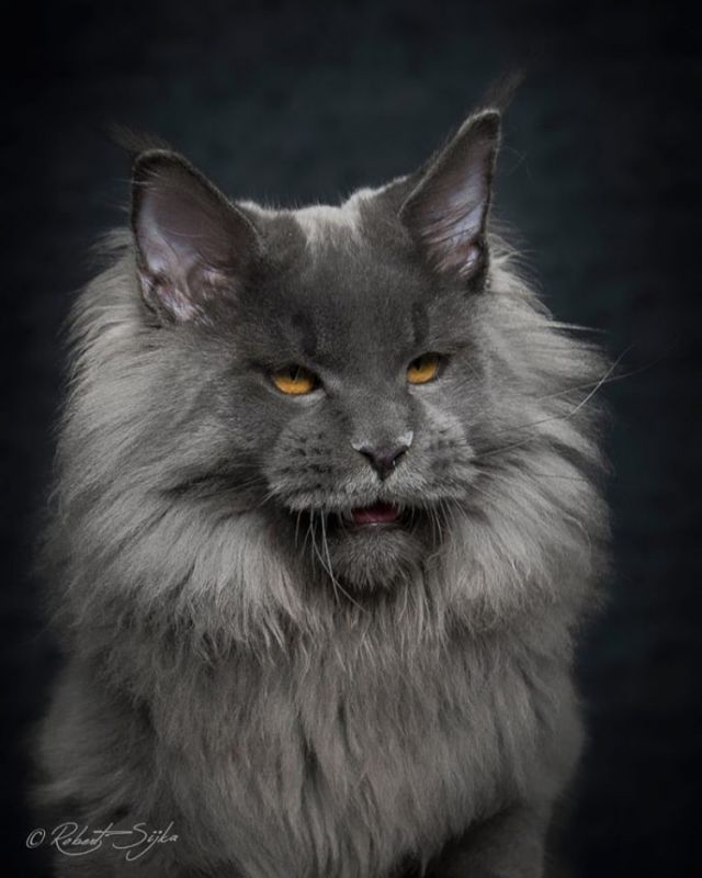 Фотоподборка прекрасных и загадочных котов породы Мейн-Кун
