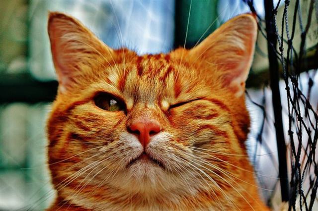 10+ неожиданных фактов о котах, которых вы могли не знать