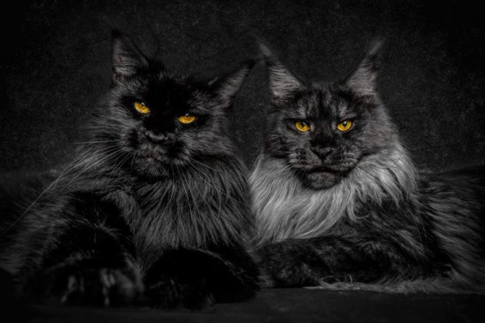 Фотоподборка прекрасных и загадочных котов породы Мейн-Кун