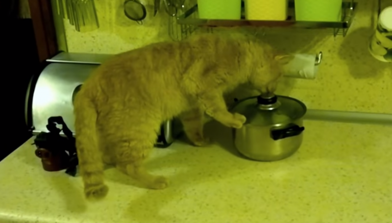 Умный кот придумал план, как достать еду из кастрюли с крышкой