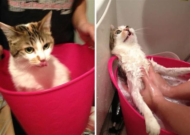Помытые и обиженные: 8 котов, принявших ванну!
