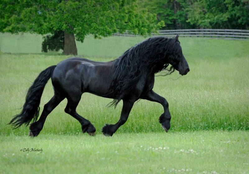 Сзади он выглядит как обычный конь. Но стоит ему обернуться — все влюбляются в его красоту!