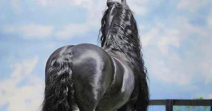 Сзади он выглядит как обычный конь. Но стоит ему обернуться — все влюбляются в его красоту!