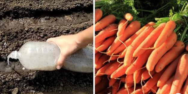Хитрая посадка моркови: семена, бутылка — и корнеплоды даже прореживать не нужно
