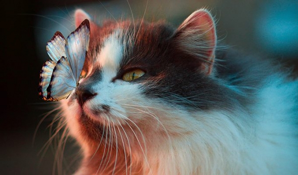 Кошки защищают вас и ваш дом от злых духов и негативной энергии