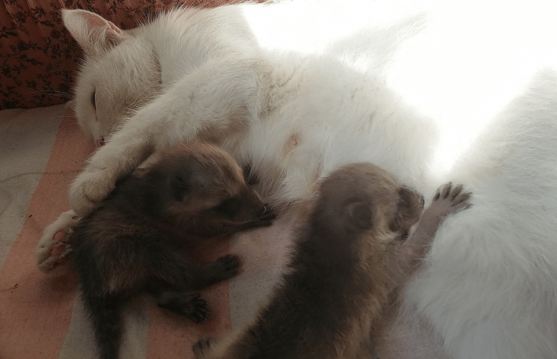 Кошка воспитывает малышей-енотов и делает это от всей души