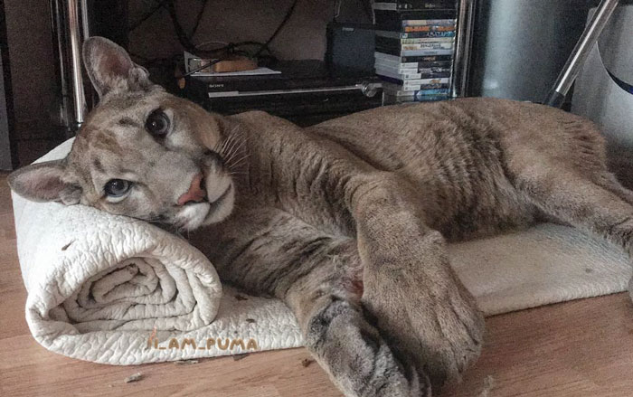 Эту пуму спасли из зоопарка, теперь это большой домашний котик