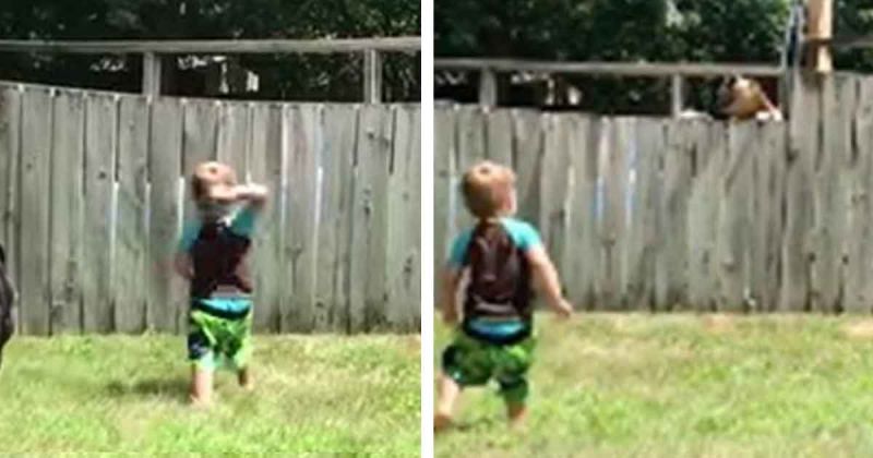 2-летний малыш кидает мяч через забор во дворе дома – через несколько мгновений на камеру попадает тот, кто бросает мяч обратно