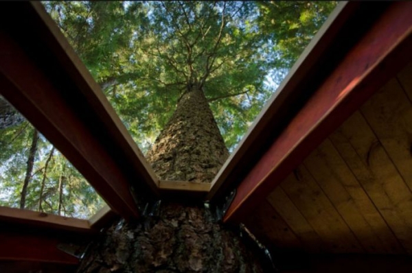 В гармонии с природой: оригинальный домик на дереве, родом из сказки