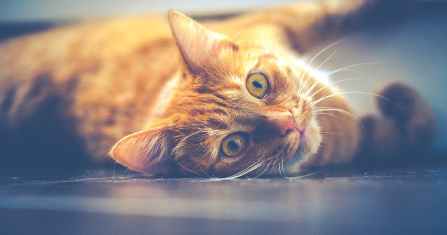 Научно доказано, если у Вас есть кошка в доме — это полезно для Вашего здоровья!