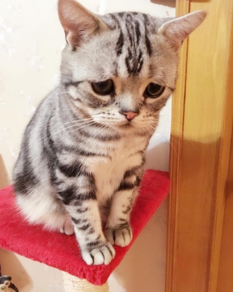 Вероятно, самая грустная кошка в мире обнаружена в Китае