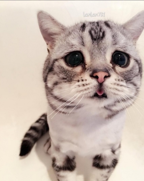 Вероятно, самая грустная кошка в мире обнаружена в Китае