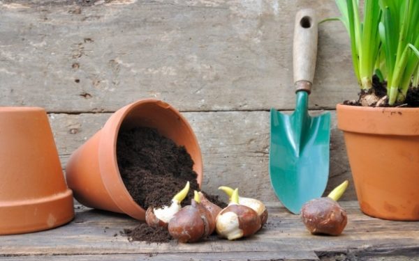 Июнь – пора выкапывать тюльпанные луковицы